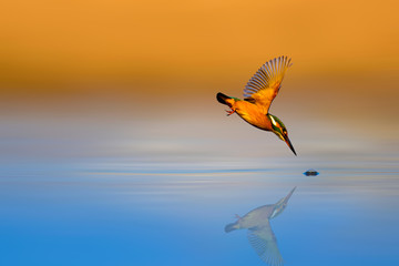 amazing bird kingfisher. diving bird. colorful nature background. bird: common kingfisher. alcedo at