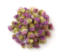 Top View Of Dried Cotton Thistle Flowers