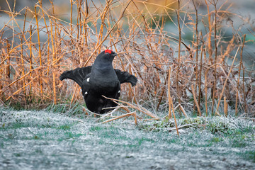 A frontal view portrait pf a black grouse looking alert to the right