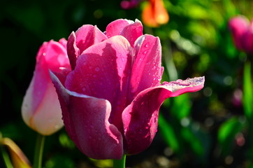 pink tulip (Tulipa)