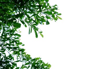 tropical tree leaves with branches on white isolated background for green foliage backdrop