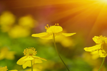 field of spring flowers