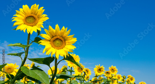 Fotomural sunflower over cloudy blue sky