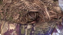 Bird Carolina Wren Mother With Newly Hatched Babies Leaves Nest