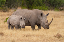 White Rhinoceros Mother And Calf (Ceratotherium Simum) With Large Horns And Oxpecker Bird  In Ear. Ol Pejeta Conservancy, Kenya, Africa. Safari Big Five Threatened Animals