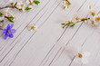 Spring time, Easter, flowers background. Beautiful flowers of wild plum and one blue flower of Liverleaf on the white, wooden table. Spring concept with space for text,...