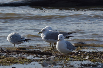 Seagulls hanging by the river