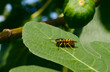 Closeup of a yellow wasp on  a fig leaf