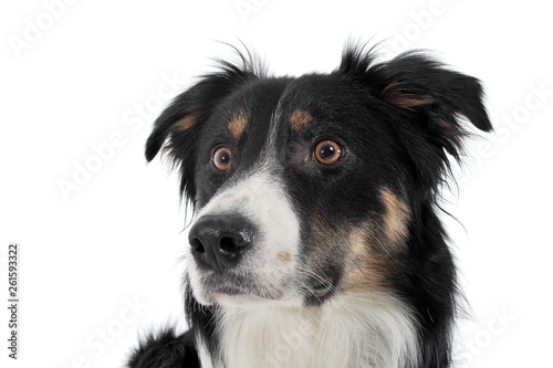Fotografía Portrait of an adorable shepherd dog looking frightened