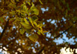 Yellow autumn birch leafs closeup
