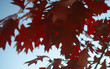 autumn red maple leaves on tree against light blue sky