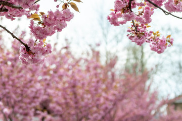 closeup fruit tree pink flowers spring blossom