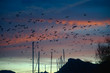 flock of seagulls over the marina