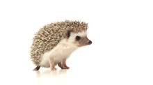 An Adorable African White- Bellied Hedgehog Standing On White Background
