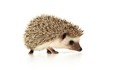 Wall Mural - An adorable African white- bellied hedgehog standing on white background