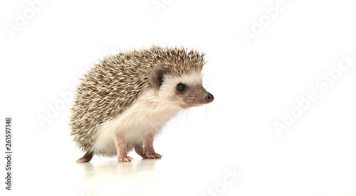 Fotografía An adorable African white- bellied hedgehog standing on white background