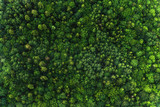 Fototapeta Las - Top view of the area green forest. Nature texture
