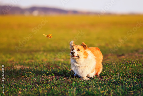 Cute Little Red Haired Corgi Puppy Runs Around The Green Meadow