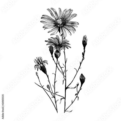 Engraving Aster Flower Vintage Illustrations Buy This Stock Vector And Explore Similar Vectors At Adobe Stock Adobe Stock How to draw a aster flower step by step. engraving aster flower vintage