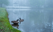 Two Canada Geese On A Pond