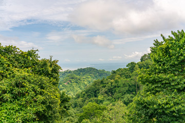 Sticker - Tropical rainforest in Costa Rica