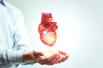 Man s hands showing anatomical heart model..