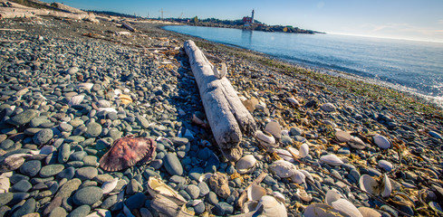 Wall Mural - Log on a beach in Victoria British Colombia