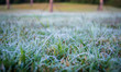 Field of frosty dew on grass