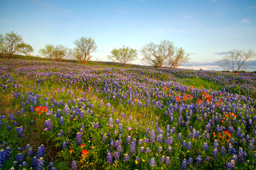 Wall Mural - Bluebonnets in Texas Hill Country