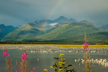 Rainbow Over Lake With Seagulls And Fireweed In Valdez, Alaska