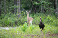 Deer And Turkey On Forest Edge
