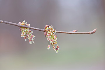 Wall Mural - branches and flowers of European White Elm (Ulmus laevis) in the early spring