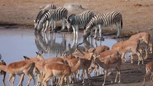 Herd Of Zebra And Impala Drinking From A Water Hole In Etosha National Park, Namibia