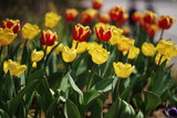 Fototapeta Tulipany - spring colorful tulip