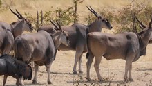 Massive Eland Antelopes In Etosha National Park, Namibia