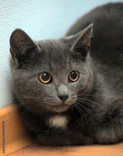 white russian blue cat