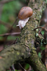 Wall Mural - Big snail with brown shell crawling on a branch.