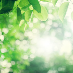 Wall Mural - Background nature green leaf on blurred greenery in forest with copy space.
