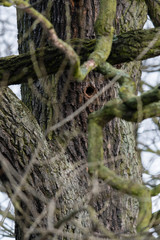 Poster - Bird hole in tree trunk.