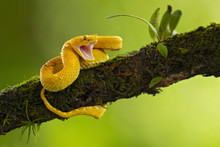 Bothriechis Schlegelii, The Eyelash Viper, Is A Venomous Pit Viper Species Found In Central And South America