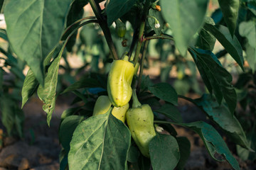 Wall Mural - green pepper in the garden