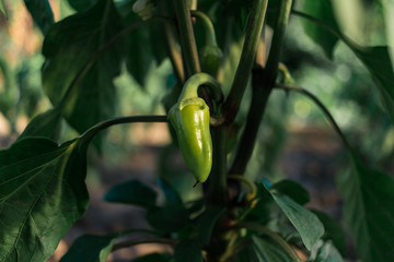 Wall Mural - green pepper in the garden