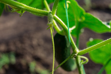 Wall Mural - cucumber in the garden, Close-up