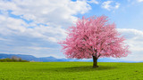 Fototapeta Na ścianę - Lonely Japanese cherry sakura with pink flowers in spring time on green meadow.  Blossoming cherry sakura tree on a green field with a blue sky and clouds.