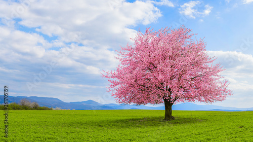Fotografía Lonely Japanese cherry sakura with pink flowers in spring time on green meadow