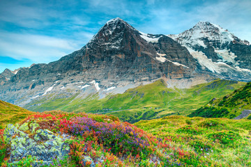 Wall Mural - Beautiful alpine flowers and high snowy mountains near Grindelwald, Switzerland