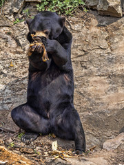 Wall Mural - Malayan sun bear, Helarctos malayanus, has enormous claws on its front legs