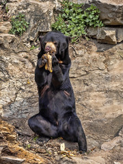 Wall Mural - Malayan sun bear, Helarctos malayanus, has enormous claws on its front legs