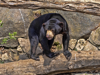 Wall Mural - Malayan sun bear, Helarctos malayanus, climbs the trunk