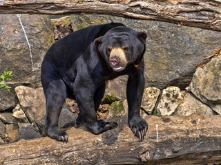Wall Mural - Malayan sun bear, Helarctos malayanus, has enormous claws on its front legs